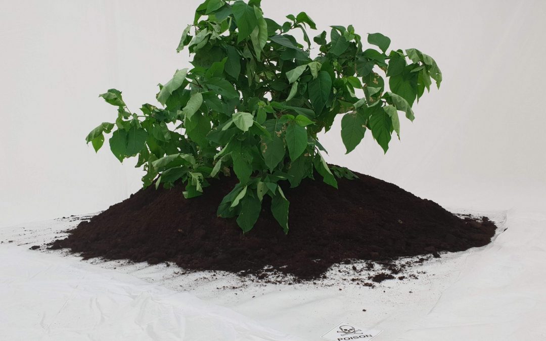 GS Artists: Claire Annabel Francis